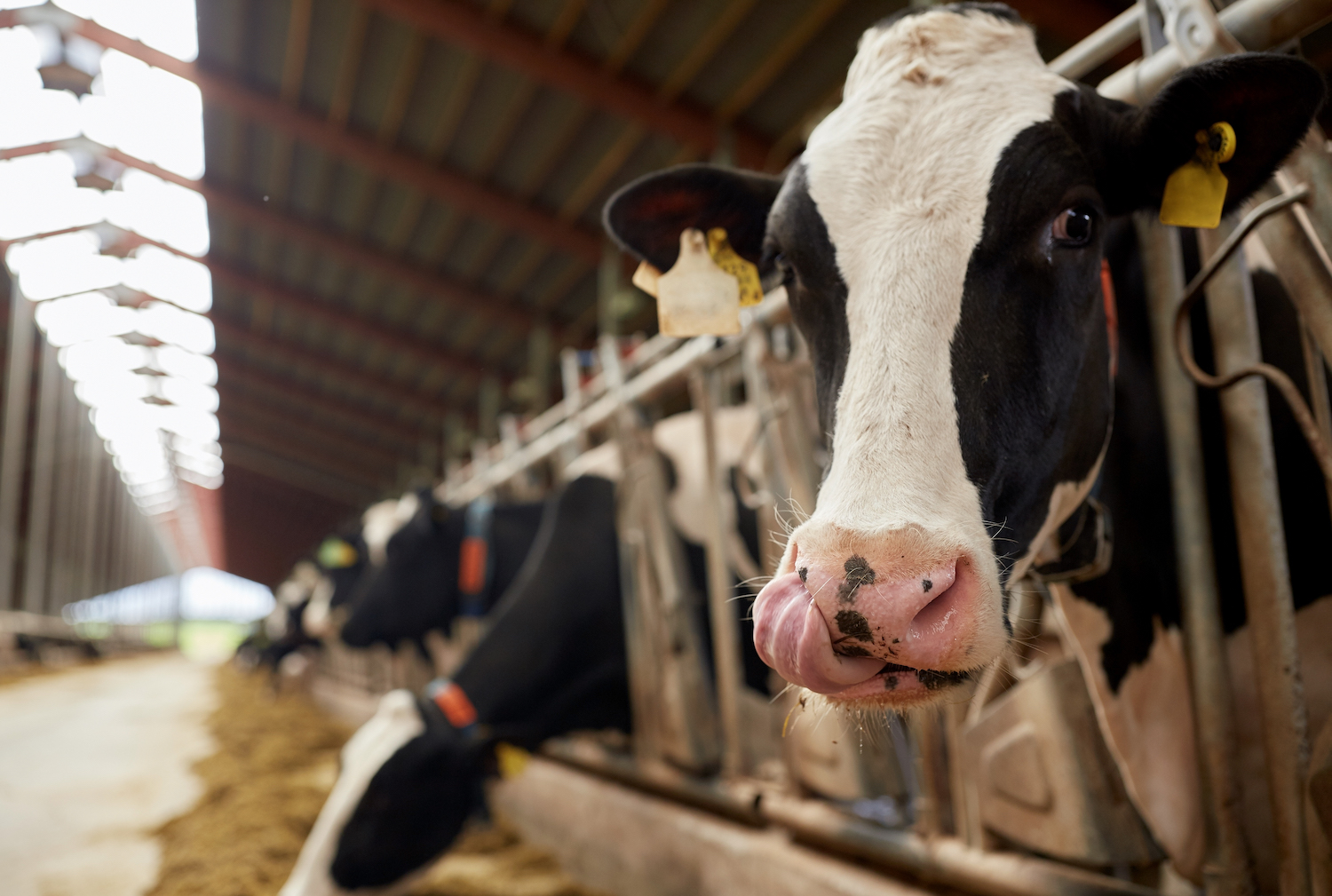 a group of cows in a barn